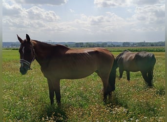 Deutsches Sportpferd, Stute, 4 Jahre, 173 cm, Brauner