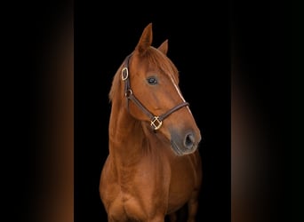 Deutsches Sportpferd, Stute, 4 Jahre, 173 cm, Fuchs