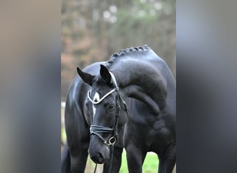 Deutsches Sportpferd, Stute, 4 Jahre, 173 cm, Rappe