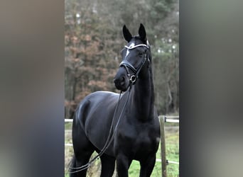 Deutsches Sportpferd, Stute, 4 Jahre, 173 cm, Rappe