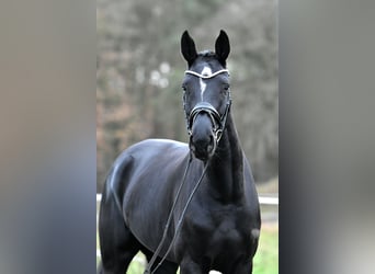 Deutsches Sportpferd, Stute, 4 Jahre, 173 cm, Rappe