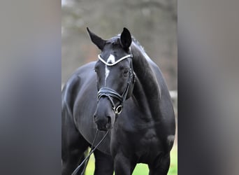 Deutsches Sportpferd, Stute, 4 Jahre, 173 cm, Rappe