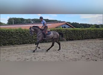 Deutsches Sportpferd, Stute, 4 Jahre, 173 cm, Rappschimmel