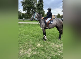 Deutsches Sportpferd, Stute, 4 Jahre, 173 cm, Rappschimmel