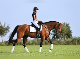 Deutsches Sportpferd, Stute, 4 Jahre, 174 cm, Brauner