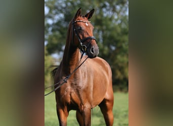Deutsches Sportpferd, Stute, 4 Jahre, 174 cm, Brauner