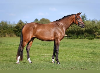 Deutsches Sportpferd, Stute, 4 Jahre, 174 cm, Brauner