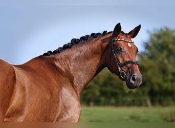 Deutsches Sportpferd, Stute, 4 Jahre, 174 cm, Brauner