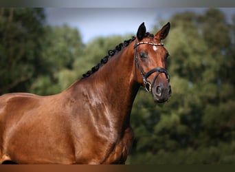 Deutsches Sportpferd, Stute, 4 Jahre, 174 cm, Brauner