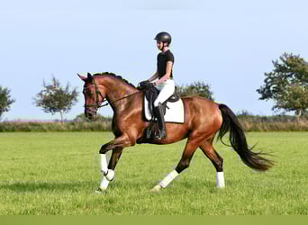 Deutsches Sportpferd, Stute, 4 Jahre, 174 cm, Brauner