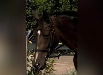 Deutsches Sportpferd, Stute, 4 Jahre, 174 cm, Dunkelbrauner