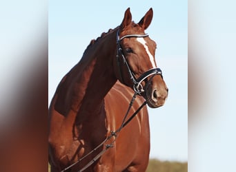 Deutsches Sportpferd, Stute, 4 Jahre, 174 cm, Dunkelfuchs