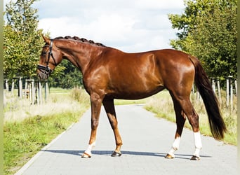 Deutsches Sportpferd, Stute, 4 Jahre, 174 cm, Dunkelfuchs