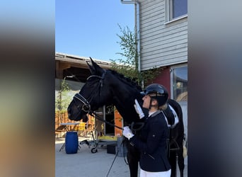 Deutsches Sportpferd, Stute, 4 Jahre, 174 cm, Schwarzbrauner