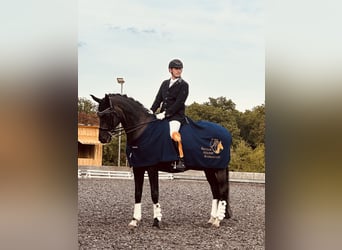 Deutsches Sportpferd, Stute, 4 Jahre, 174 cm, Schwarzbrauner
