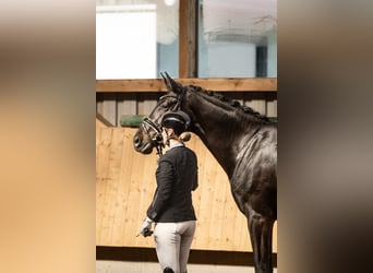 Deutsches Sportpferd, Stute, 4 Jahre, 174 cm, Schwarzbrauner