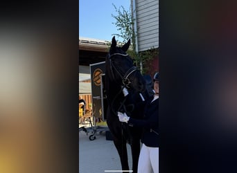 Deutsches Sportpferd, Stute, 4 Jahre, 174 cm, Schwarzbrauner