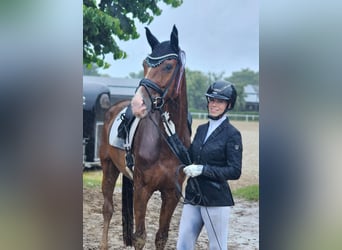Deutsches Sportpferd, Stute, 4 Jahre, 175 cm, Fuchs