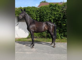 Deutsches Sportpferd, Stute, 4 Jahre, 175 cm, Rappe