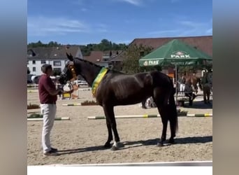 Deutsches Sportpferd, Stute, 4 Jahre, 175 cm, Schwarzbrauner