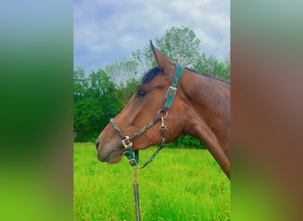 Deutsches Sportpferd, Stute, 4 Jahre, 176 cm, Brauner