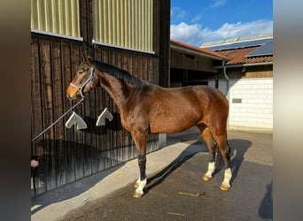 Deutsches Sportpferd, Stute, 4 Jahre, 176 cm, Brauner