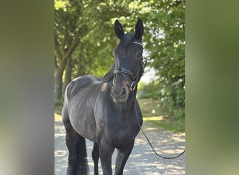 Deutsches Sportpferd, Stute, 4 Jahre, 176 cm, Rappe