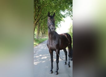 Deutsches Sportpferd, Stute, 4 Jahre, 176 cm, Rappe