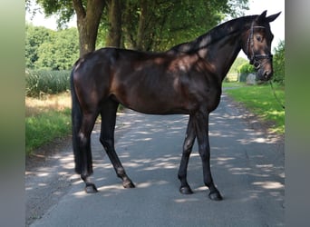 Deutsches Sportpferd, Stute, 4 Jahre, 176 cm, Rappe