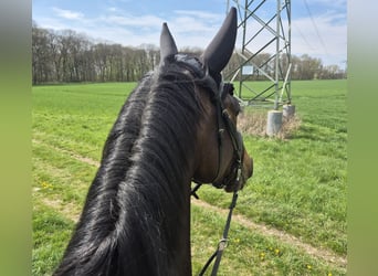 Deutsches Sportpferd, Stute, 4 Jahre, 177 cm, Dunkelbrauner