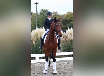 Deutsches Sportpferd, Stute, 4 Jahre, 179 cm, Brauner