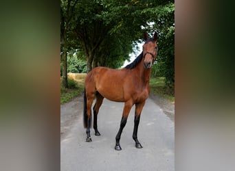 Deutsches Sportpferd, Stute, 4 Jahre, 179 cm, Brauner