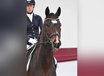 Deutsches Sportpferd, Stute, 4 Jahre, Brauner