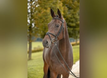 Deutsches Sportpferd, Stute, 4 Jahre, Brauner