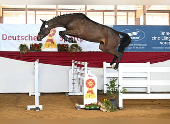 Deutsches Sportpferd, Stute, 4 Jahre, Brauner