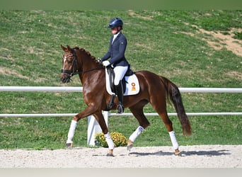Deutsches Sportpferd, Stute, 4 Jahre, Dunkelfuchs