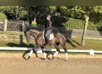 Deutsches Sportpferd, Stute, 4 Jahre, Rappe