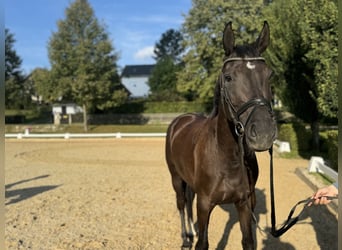 Deutsches Sportpferd, Stute, 4 Jahre, Rappe