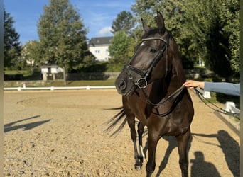 Deutsches Sportpferd, Stute, 4 Jahre, Rappe