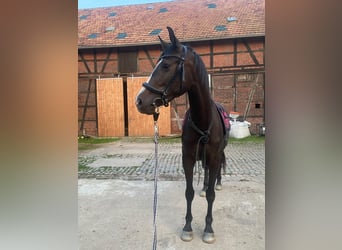 Deutsches Sportpferd, Stute, 4 Jahre, Rappe
