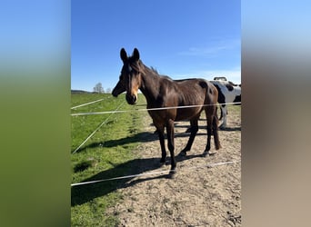 Deutsches Sportpferd, Stute, 5 Jahre, 155 cm, Brauner