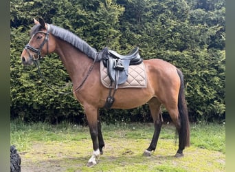 Deutsches Sportpferd, Stute, 5 Jahre, 158 cm, Brauner