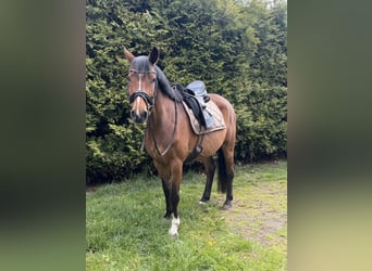 Deutsches Sportpferd, Stute, 5 Jahre, 158 cm, Brauner