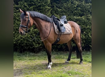 Deutsches Sportpferd, Stute, 5 Jahre, 158 cm, Brauner