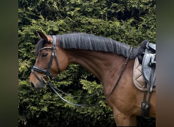 Deutsches Sportpferd, Stute, 5 Jahre, 158 cm, Brauner