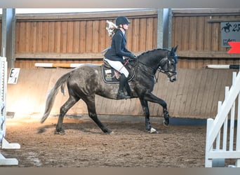 Deutsches Sportpferd, Stute, 5 Jahre, 160 cm, Apfelschimmel