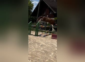 Deutsches Sportpferd, Stute, 5 Jahre, 160 cm, Brauner