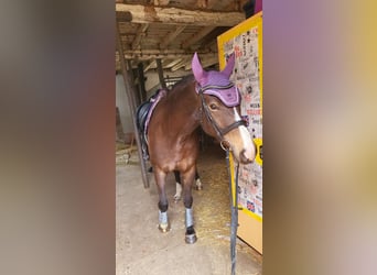 Deutsches Sportpferd, Stute, 5 Jahre, 160 cm, Buckskin