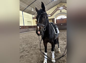 Deutsches Sportpferd, Stute, 5 Jahre, 160 cm, Dunkelbrauner