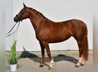 Deutsches Sportpferd, Stute, 5 Jahre, 160 cm, Fuchs